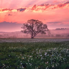 Foto op Plexiglas Koraal Verbazingwekkend natuurlandschap met een enkele boom en bloeiende weide van witte wildgroeiende narcissen in ochtenddauw bij zonsopgang. Narcisvallei, natuurreservaat dichtbij Khust, Transcarpathia, de Oekraïne