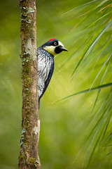 Acorn woodpecker (Melanerpes formicivorus) is a medium-sized woodpecker. Taken in Costa Rica