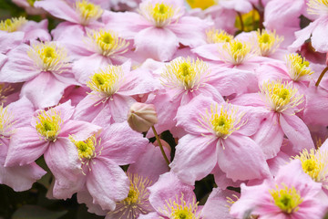 A beautiful Clematis Montana (Pink Perfection) plant in full flower in early spring.  Growing on a fence in Cardiff, South Wales, UK