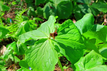 札幌の公園に咲く延齢草