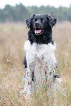 dog in the grass