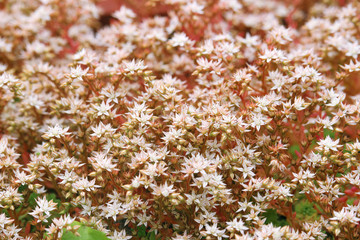 Sedum or stonecrops in a garden	