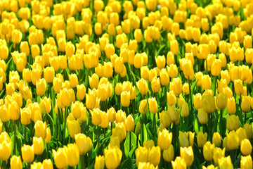 Beautiful spring yellow tulips background