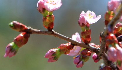 札幌の蝦夷山桜の咲いている風景