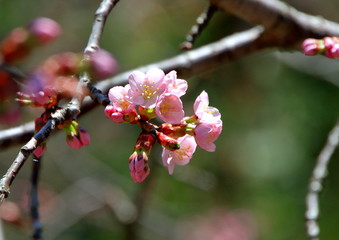 札幌の蝦夷山桜の咲いている風景
