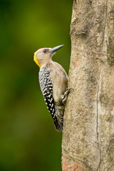 Hoffmann's woodpecker (Melanerpes hoffmannii) is a resident breeding bird from southern Honduras south to Costa Rica. It is a common species on the Pacific slopes
