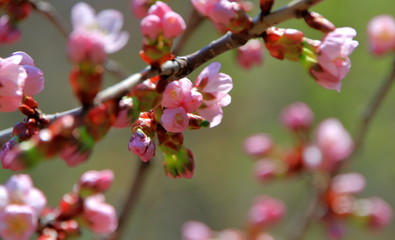 札幌の蝦夷山桜の咲いている風景