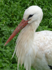 Cigogne 2