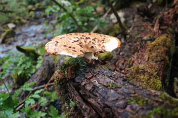 Polyporus tuberaster mushroom in the forest near Tara river
