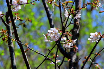 札幌の蝦夷山桜の咲いている風景