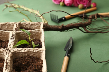 Peat pots with soil and green seedling on color background