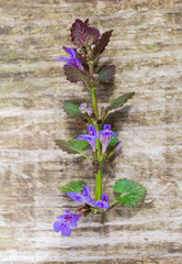 Stalk of the flowering Glechoma hederacea on wooden surface