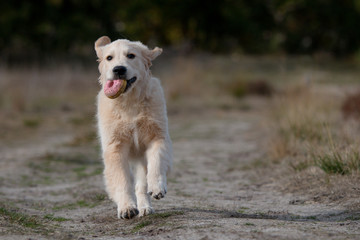 portrait of dog