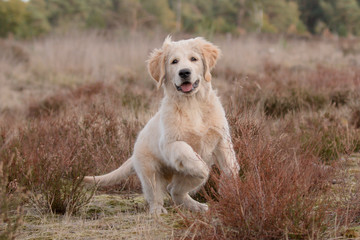 golden retriever puppy in heathland