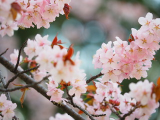 北海道の桜 エゾヤマザクラ