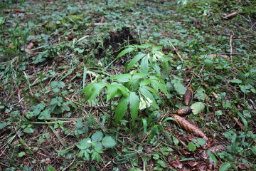 Unusual wild herb with flowers in form of a bells