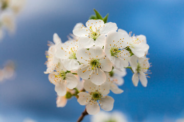 Fototapeta na wymiar Branch of flowering cherry tree against of blurred sky