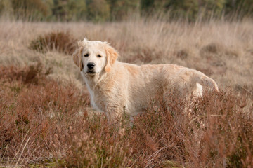 golden retriever puppy in the field