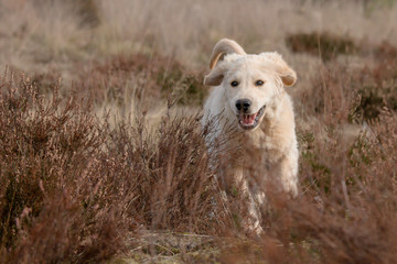 puppy dog in field