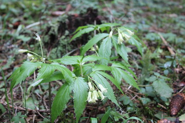 Unusual wild herb with flowers in form of a bells