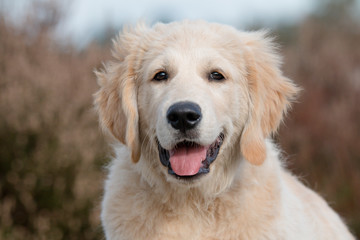 portrait of golden retriever puppy in front of heather