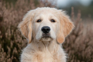 portrait of young golden retriever