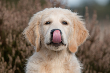 portrait of golden retriever puppy licking his nose