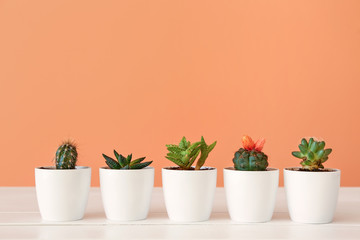 Pots with succulents and cacti on table against color background