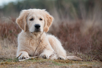 golden retriever puppy portrait on the grass