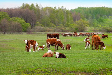 A herd of cows with calves grazing in a meadow after rain.