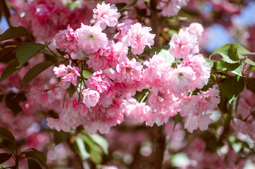 blooming pink flowers on sakura branches