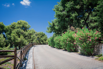 Incredibly beautiful path in flowers, leaves and greens. Sithonia, Chalkidiki, Greece