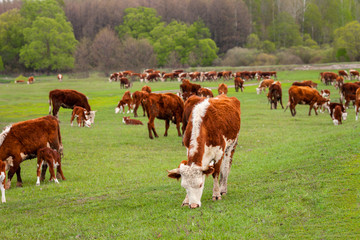 Fototapeta na wymiar A herd of cows with calves grazing in a meadow after rain.