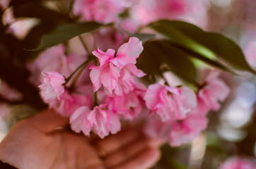 girl hold sakura flowers in bunch