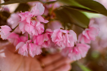 sakura flowers photographed at close range