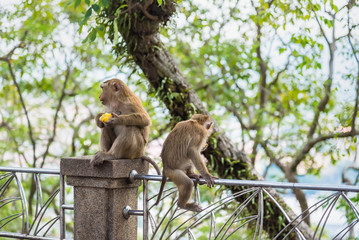 Rhesus Macaque monkeys at Rang Hill lookout point, Phuket, Thailand.
