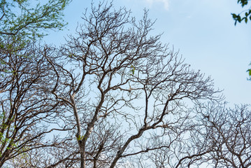 Tree branches under the blue sky.Thailand.