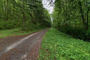 A forest trail in spring