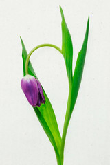 Single purple tulip shot in lightbox against paper texture.