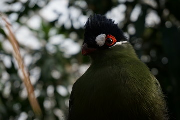 オウカンエボシドリ