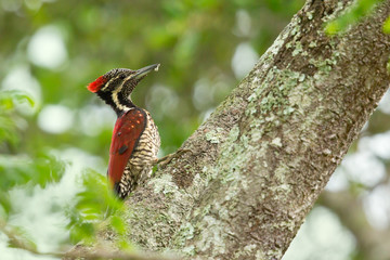 Black-rumped flameback (Dinopium benghalense), also known as the lesser golden-backed woodpecker or lesser goldenback, is a woodpecker found widely distributed in the Indian subcontinent