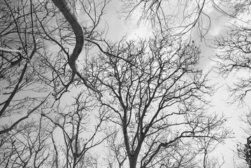 Photo Black and White of Tree branches under the sky.Thailand.
