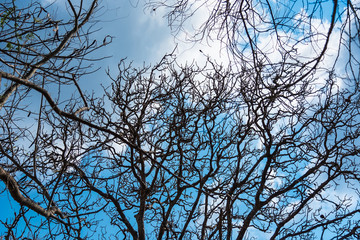 Tree branches under the blue sky.Thailand.