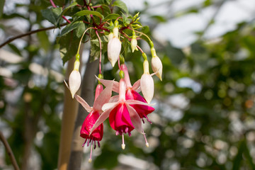 Blooming red rose. flowering tree plant.