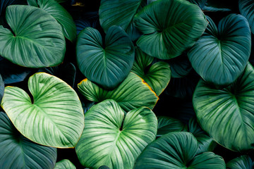 green leaf texture background