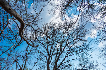Tree branches under the blue sky.Thailand.