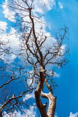 Tree branches under the blue sky.Thailand.