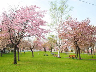 Obraz premium 北海道の桜風景