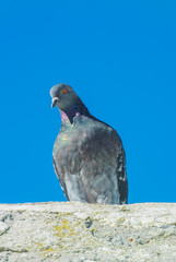 A beautiful multi-colored pigeon sits on a stone and look away against the blue, cloudless sky.