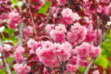 The Pink Petal of Crape Myrtle or Lagerstromia indica or China Berry or Lilac of the South closeup